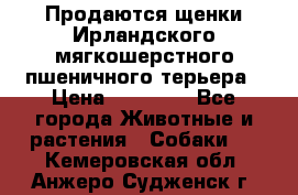 Продаются щенки Ирландского мягкошерстного пшеничного терьера › Цена ­ 30 000 - Все города Животные и растения » Собаки   . Кемеровская обл.,Анжеро-Судженск г.